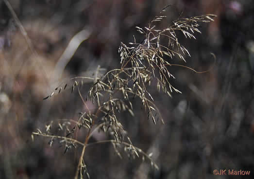 spikelet