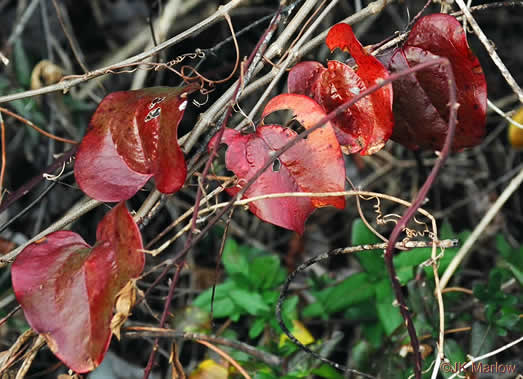 image of Smilax glauca, Whiteleaf Greenbrier, Wild Sarsaparilla, Sawbrier