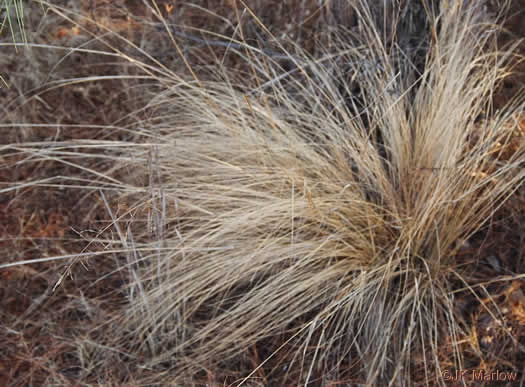 image of Eragrostis curvula, Weeping Lovegrass