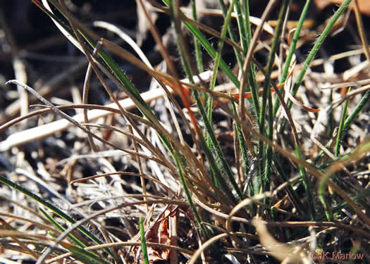 image of Danthonia sericea, Silky Oatgrass, Downy Oatgrass, Downy Danthonia