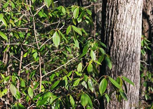 image of Rhododendron carolinianum, Carolina Rhododendron, Punctatum