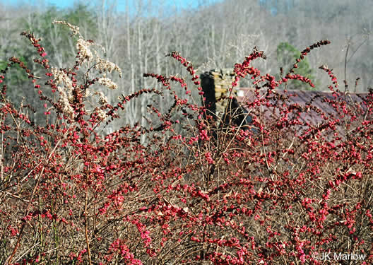 image of Symphoricarpos orbiculatus, Coralberry, Indian Currant, Buckbrush