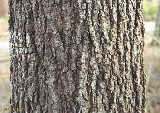 image of Quercus falcata, Southern Red Oak, Spanish Oak