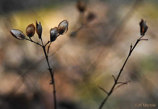 image of Hypericum hypericoides, St. Andrew's Cross