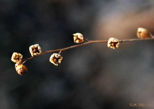 image of Ludwigia alternifolia, Alternate-leaf Seedbox, Bushy Seedbox