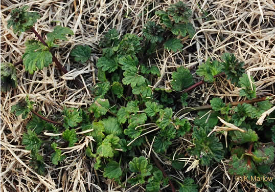 image of Lamium amplexicaule var. amplexicaule, Henbit, Henbit Deadnettle