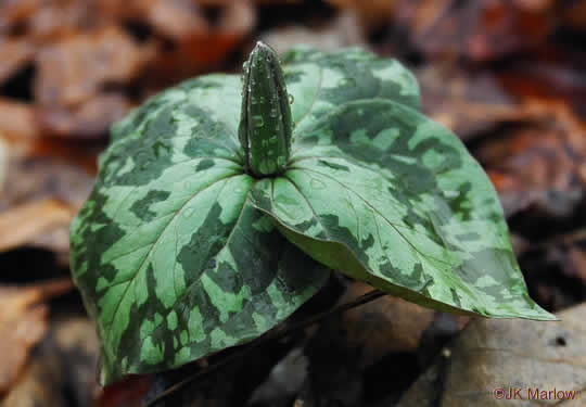 image of Trillium cuneatum, Little Sweet Betsy, Purple Toadshade