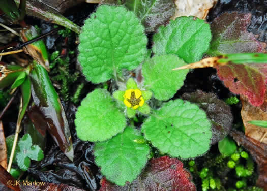 image of Chrysogonum repens, Carolina Green-and-gold