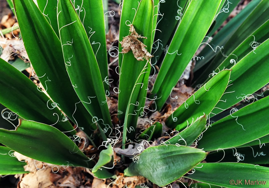 image of Yucca filamentosa, Beargrass, Spoonleaf Yucca, Curlyleaf Yucca