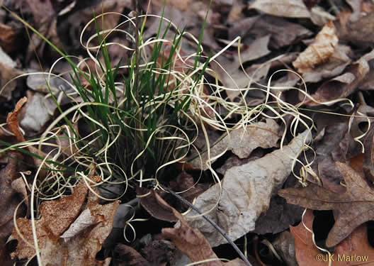 image of Piptochaetium avenaceum, Green Needlegrass, Blackseed Needlegrass, Eastern Needlegrass, Black Oatgrass