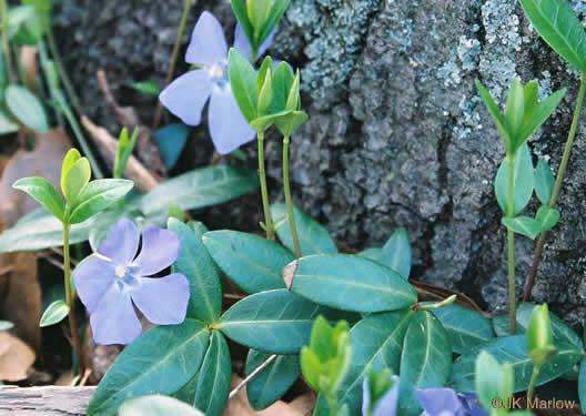 image of Vinca minor, Common Periwinkle, Myrtle Vinca