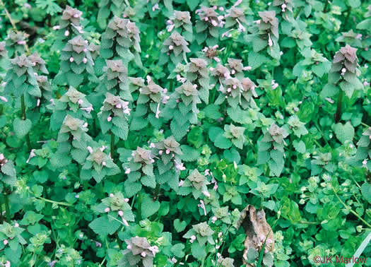 image of Lamium purpureum, Purple Deadnettle, Red Deadnettle, Purple Archangel