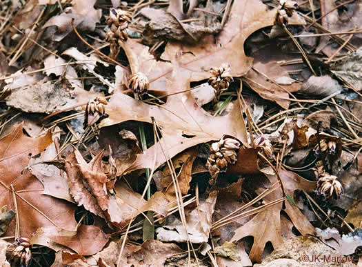 image of Monotropsis odorata, Appalachian Pygmy Pipes, Sweet Pinesap