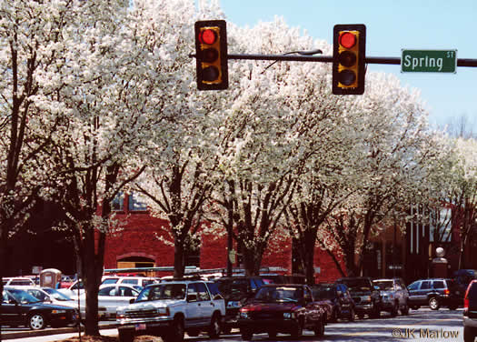 image of Pyrus calleryana, Bradford Pear, Callery Pear