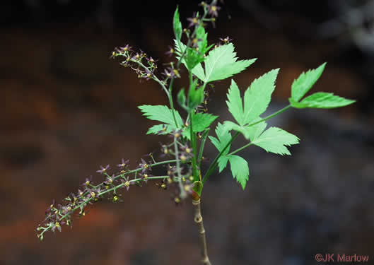 image of Xanthorhiza simplicissima, Yellowroot