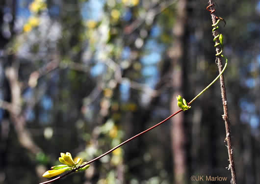 Gelsemium sempervirens, Carolina Jessamine, Yellow Jessamine