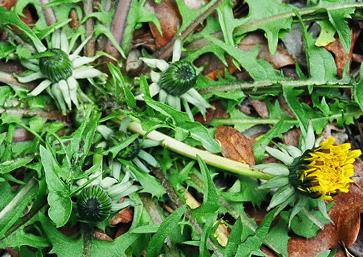 image of Taraxacum officinale, Common Dandelion