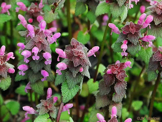 image of Lamium purpureum, Purple Deadnettle, Red Deadnettle, Purple Archangel