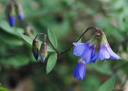 image of Polemonium reptans var. reptans, Spreading Jacob's-ladder, Creeping Jacob's-ladder, Greek Valerian