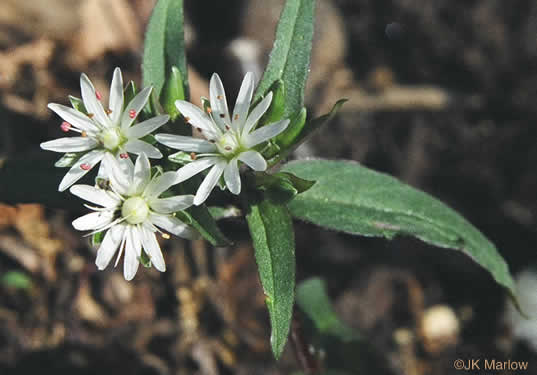 image of Stellaria pubera, Star Chickweed, Giant Chickweed, Great Chickweed, Common Starwort