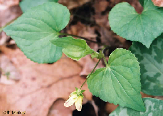 image of Viola eriocarpa, Smooth Yellow Forest Violet, Smooth Yellow Violet