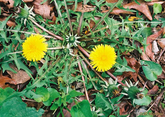 image of Taraxacum officinale, Common Dandelion