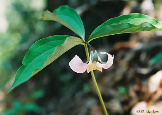 image of Trillium catesbyi, Catesby's Trillium, Rosy Wake-robin, Bashful Trillium, Rose Trillium