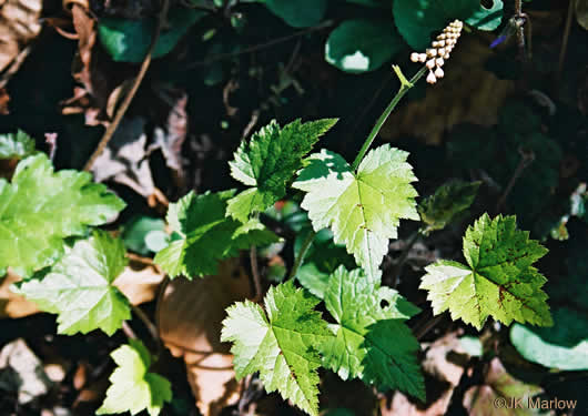 image of Tiarella austrina, Escarpment Foamflower, Southern Foamflower