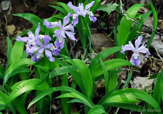 image of Iris cristata, Dwarf Crested Iris