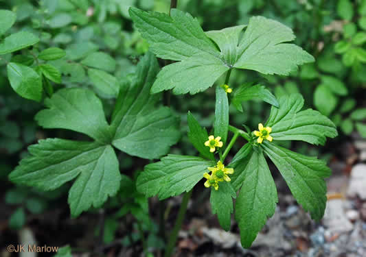 image of Ranunculus recurvatus var. recurvatus, Hooked Buttercup, Hooked Crowfoot