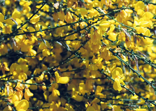 image of Cytisus scoparius, Scotch Broom