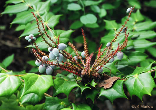 image of Mahonia bealei, Leatherleaf Mahonia, Chinese Mahonia, Holly-grape