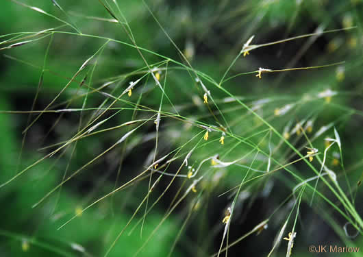 image of Piptochaetium avenaceum, Green Needlegrass, Blackseed Needlegrass, Eastern Needlegrass, Black Oatgrass