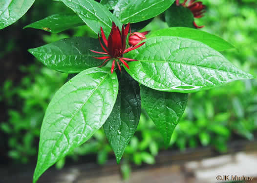 image of Calycanthus floridus, Sweetshrub, Carolina Allspice, Strawberry-shrub