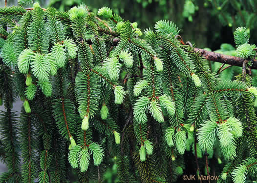 Picea abies, Norway Spruce