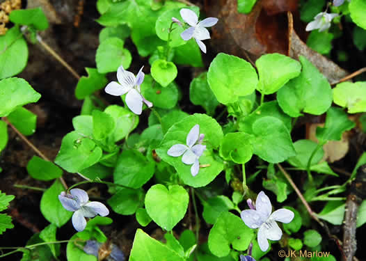 image of Viola labradorica, American Dog Violet