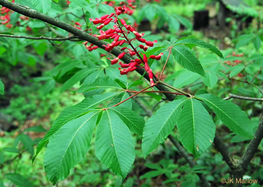 image of Aesculus pavia var. pavia, Red Buckeye