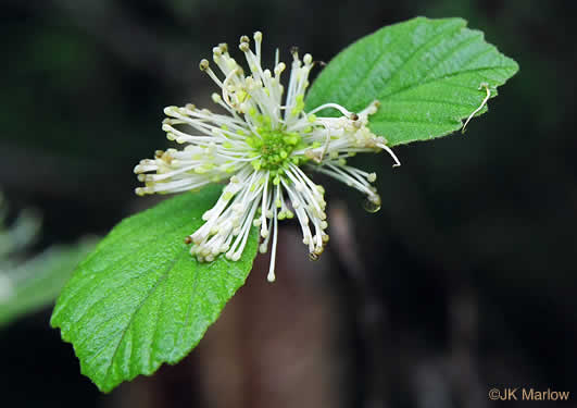 image of Fothergilla major, Large Witch-alder, Mountain Witch-alder, Fothergilla