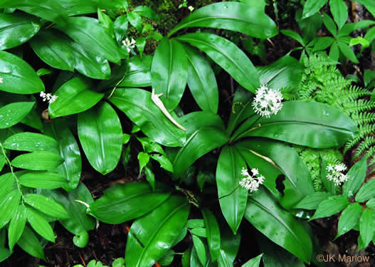 image of Clintonia umbellulata, Speckled Wood-lily, White Clintonia