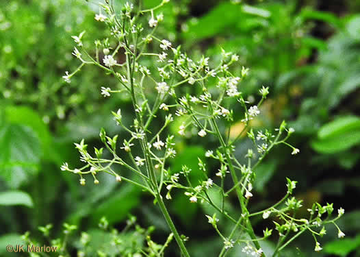 image of Micranthes micranthidifolia, Brook Lettuce, Mountain Lettuce, Branch Lettuce, Lettuceleaf Saxifrage