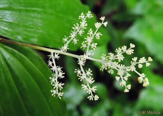 image of Maianthemum racemosum, False Solomon's Seal, Eastern Solomon's Plume, May-plume