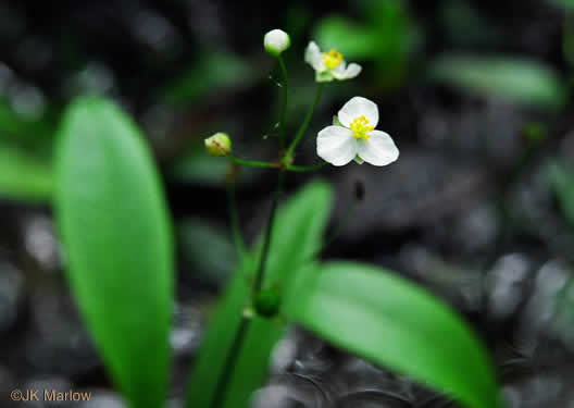 Sagittaria fasciculata, Bunched Arrowhead