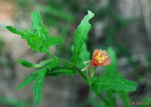 image of Oenothera laciniata, Cutleaf Evening Primrose