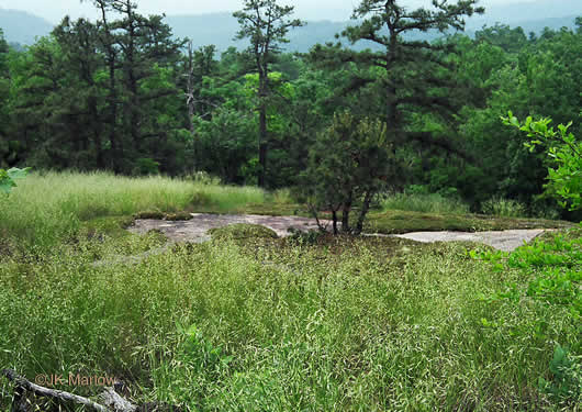 image of Danthonia compressa, Mountain Oatgrass, Flattened Oatgrass, Allegheny Flyback