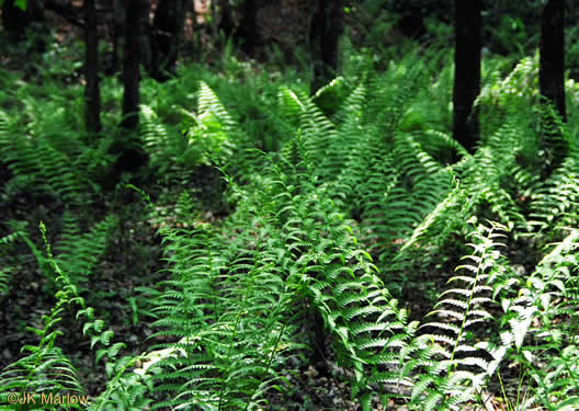 image of Osmundastrum cinnamomeum, Cinnamon Fern