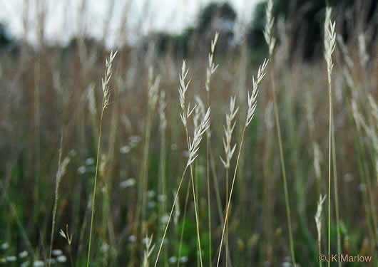 image of Danthonia sericea, Silky Oatgrass, Downy Oatgrass, Downy Danthonia