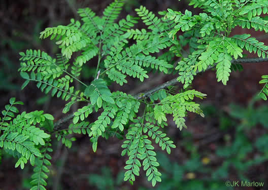 image of Gleditsia triacanthos, Honey Locust