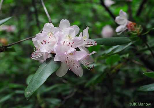 image of Rhododendron minus, Gorge Rhododendron, Punctatum, Piedmont Rhododendron