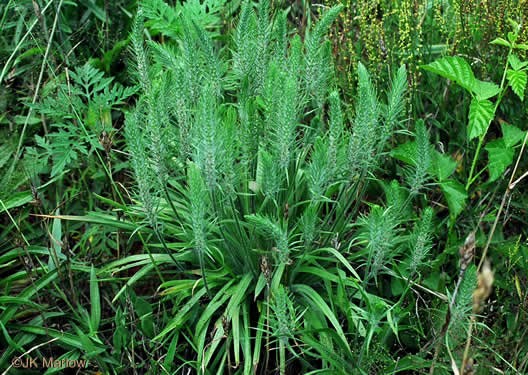 image of Plantago aristata, Bracted Plantain, Large-bracted Plantain, Buckhorn Plantain