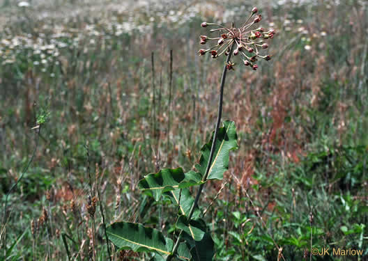 image of Asclepias amplexicaulis, Wavyleaf Milkweed, Clasping Milkweed, Sand Milkweed, Blunt-leaved Milkweed